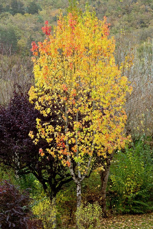 No-one Photograph - Sweet Gum (liquidambar Styraciflua) by Bob Gibbons No-one Photograph - Sweet Gum (liquidambar Styraciflua) by Bob Gibbons