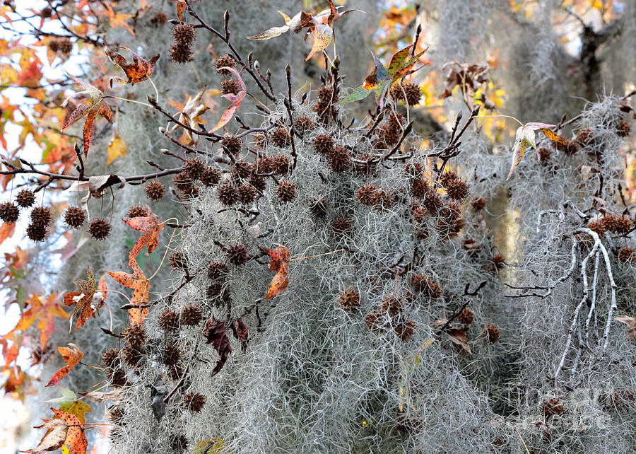 Sweet Gum Seed Pods with Spanish Moss Photograph by Carol Groenen