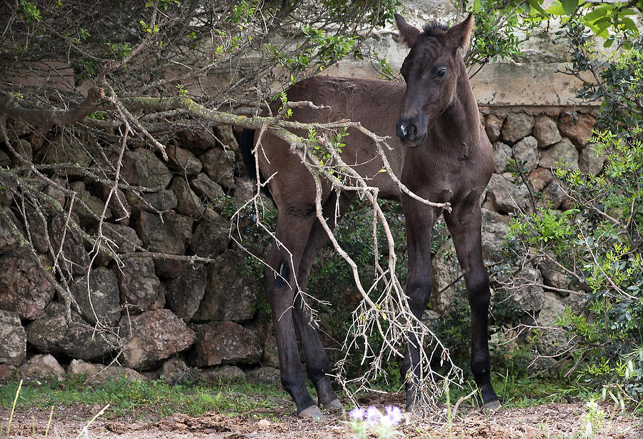 sweet heart - A tender foal wait his beloved mother  Photograph by Pedro Cardona Llambias
