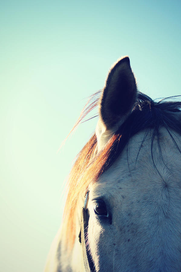Sweet Horse Photograph by J. Macneill-traylor