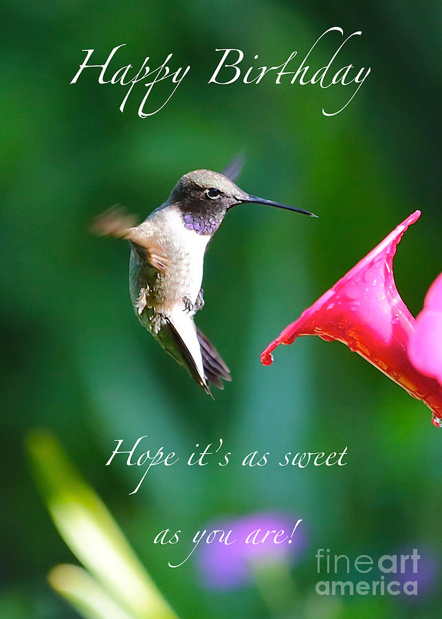 Hummingbird Photograph - Sweet Hummingbird Birthday Card by Carol Groenen