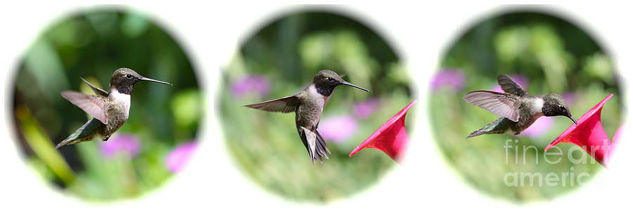 Sweet Hummingbird Collage Photograph by Carol Groenen
