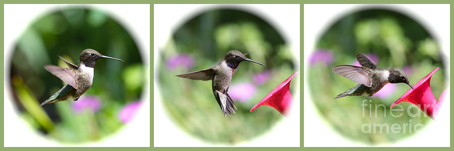 Sweet Hummingbird Collage with Green Border Photograph by Carol Groenen
