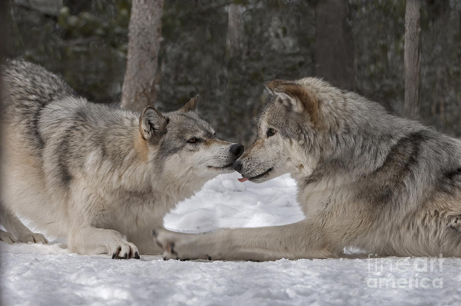 Wolves Photograph - Sweet Intentions by Wildlife Fine Art