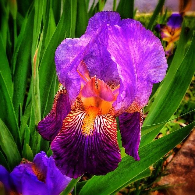 Spring Photograph - Sweet Iris Perfection by Paul Cutright