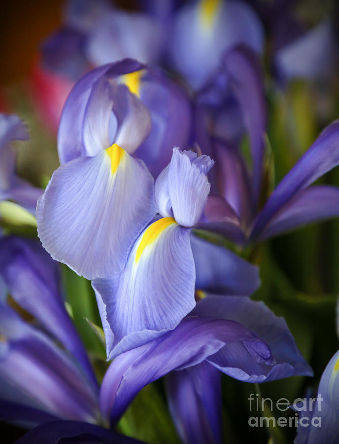 Flower Photograph - Sweet Iris by Sabrina L Ryan