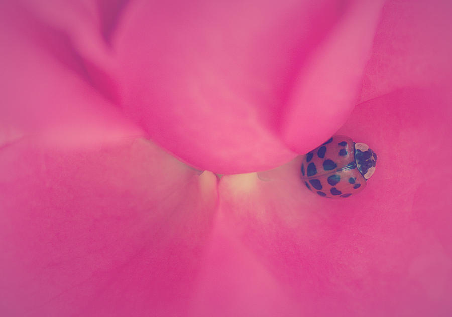 Ladybug Photograph - Sweet Ladys Rose by The Art Of Marilyn Ridoutt-Greene