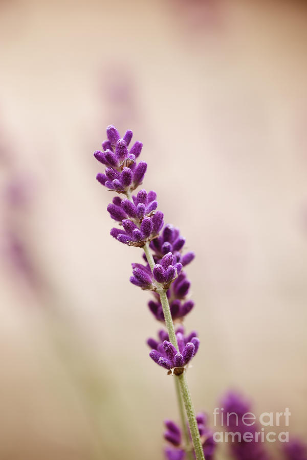 Flowers Still Life Photograph - Sweet Lavender by LHJB Photography