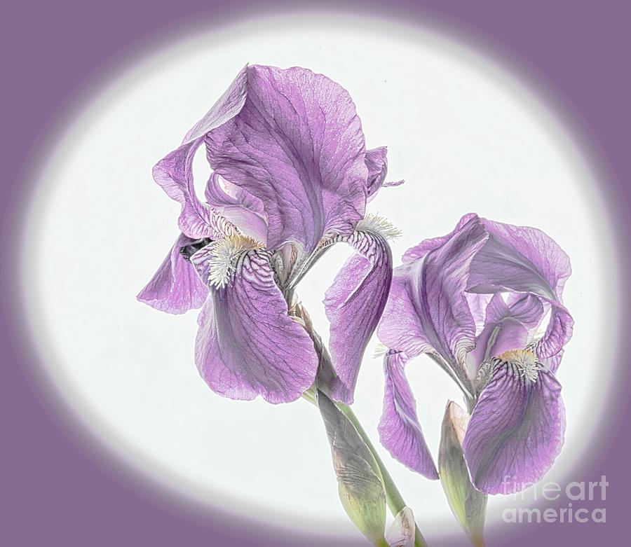 Sweet Light Purple Iris Photograph by Shirley Mangini