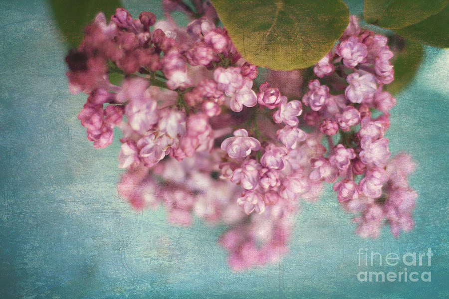 Sweet Lilacs Photograph by Sylvia Cook