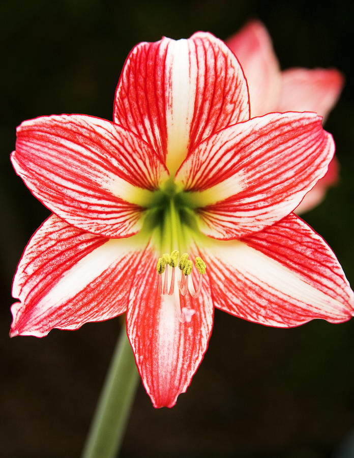 Sweet Lillian Amaryllis Photograph by Rich Franco - Fine Art America