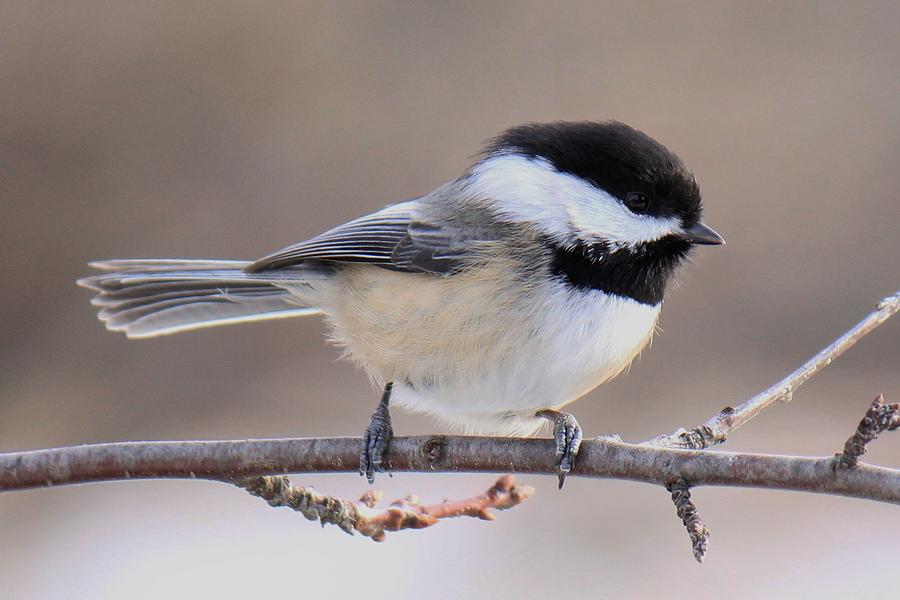 Sweet Little Chickadee Photograph by Kristi Jones - Fine Art America