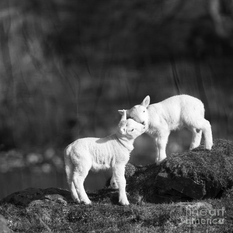Sheep Photograph - Sweet Little Lambs by Angel Ciesniarska
