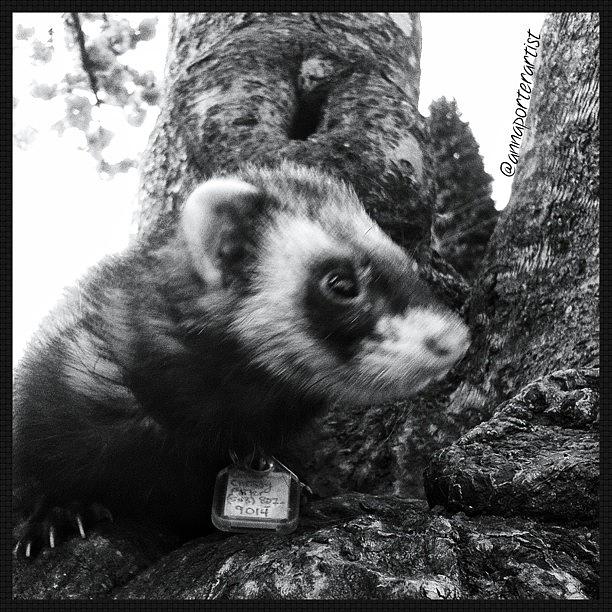 Black And White Photograph - Sweet Little Nicky Chillin in a Tree by Anna Porter