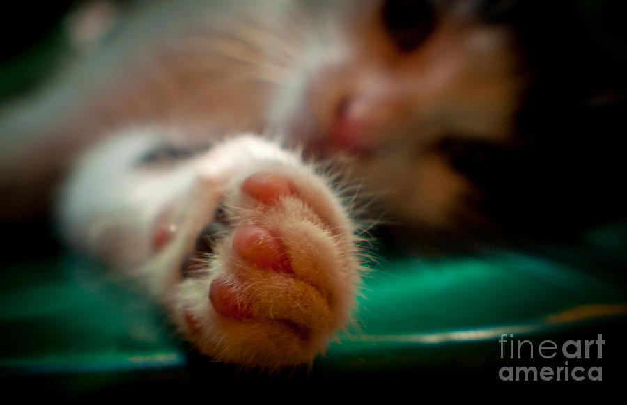 Sweet little paw Photograph by Cheryl Baxter