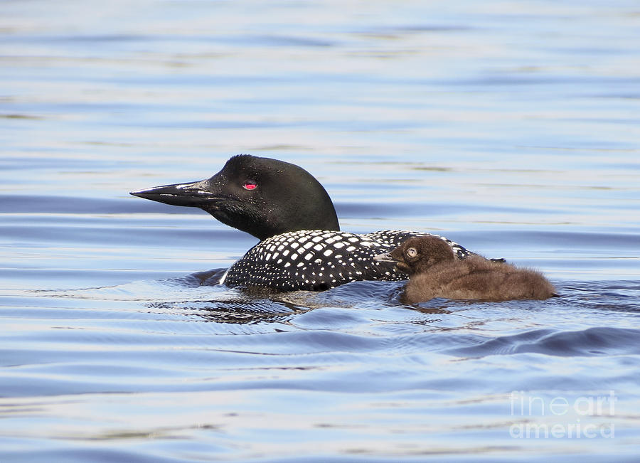 Sweet Loons Photograph by Karin Pinkham
