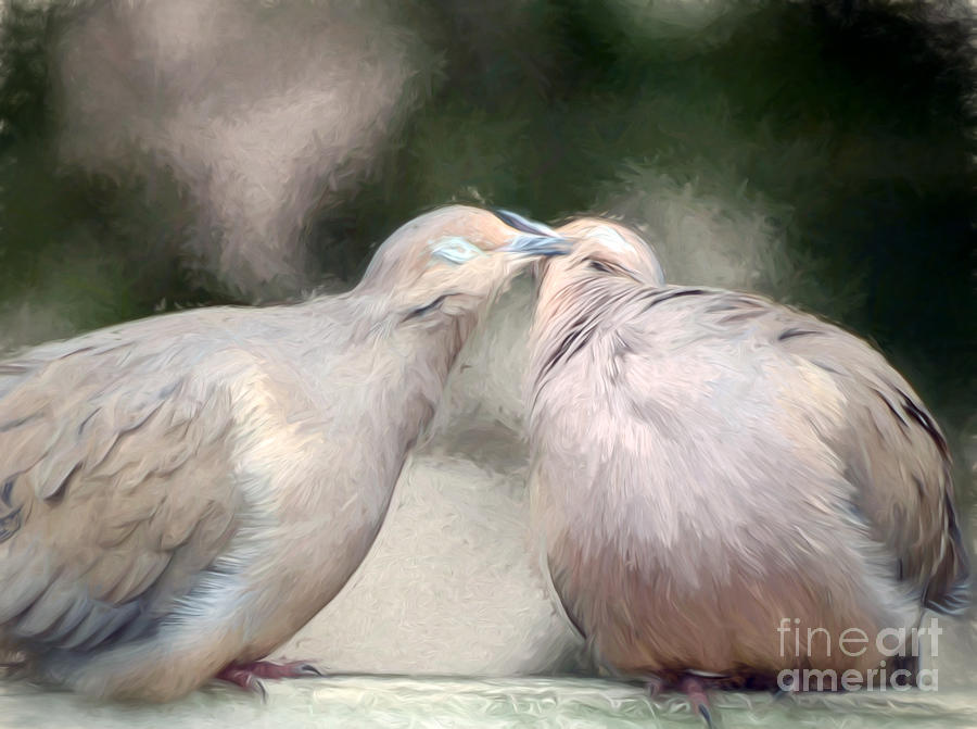 Sweet Love of Doves Photograph by Kerri Farley