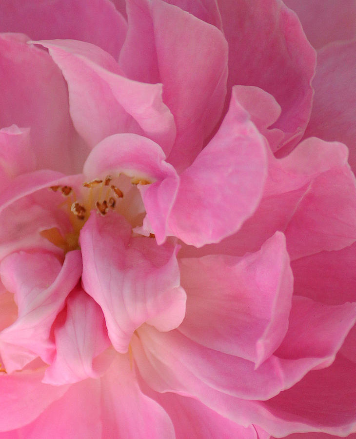 Sweet Loving Rose Photograph by The Art Of Marilyn Ridoutt-Greene