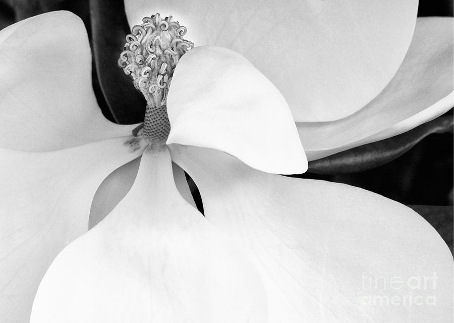 Sweet Magnolia Blossom Photograph by Sabrina L Ryan
