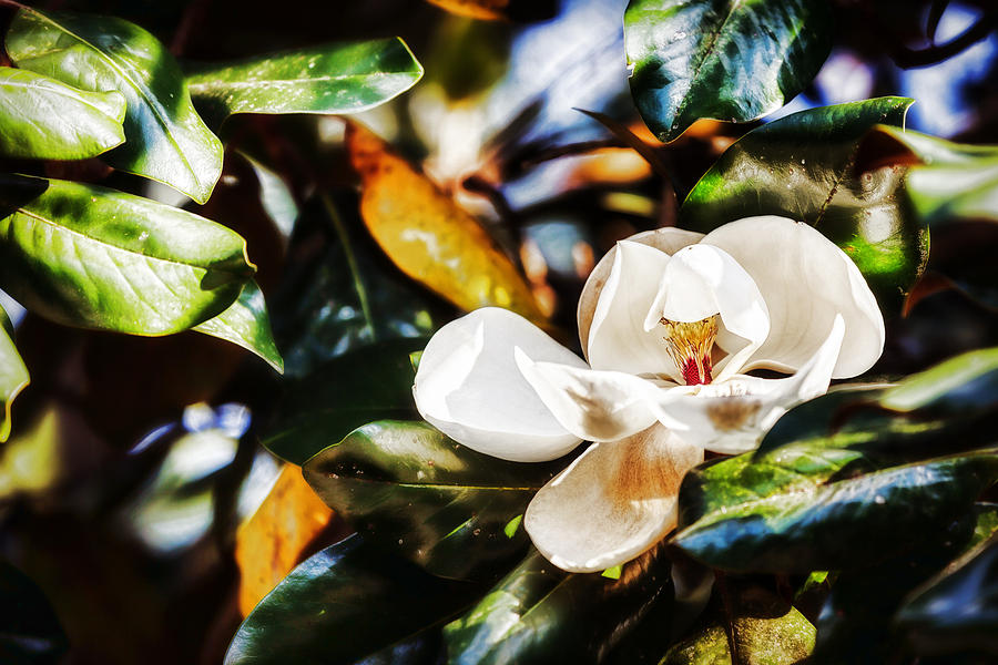 Sweet Magnolia Blossom Photograph by Sennie Pierson