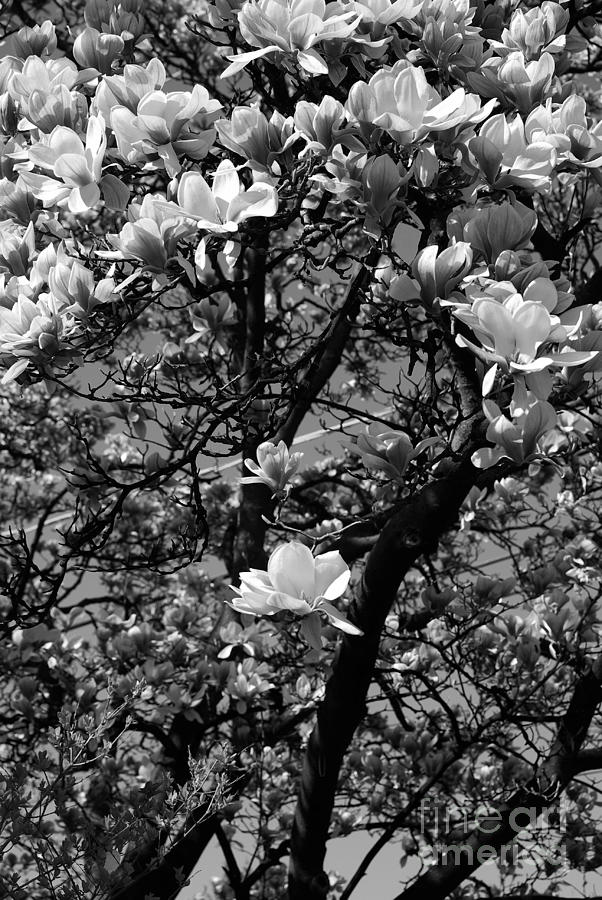 Sweet Magnolia  Photograph by Frank J Casella