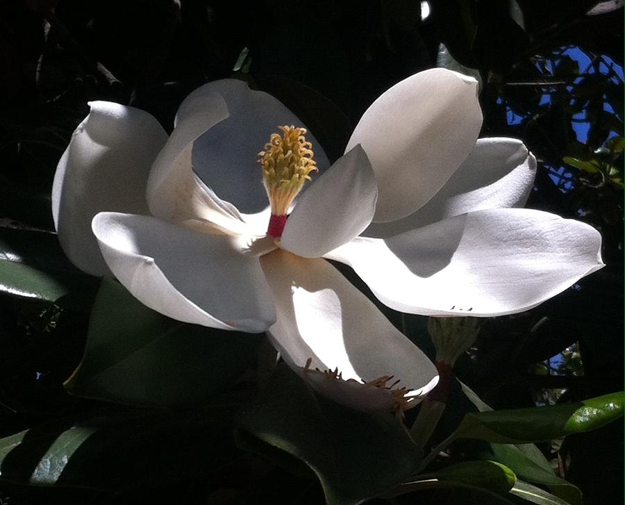 Sweet Magnolia Photograph by Gerry High