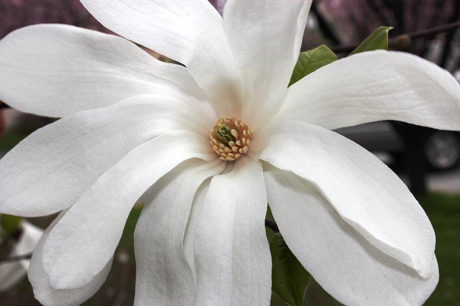 Sweet Magnolia Photograph by Judy Palkimas