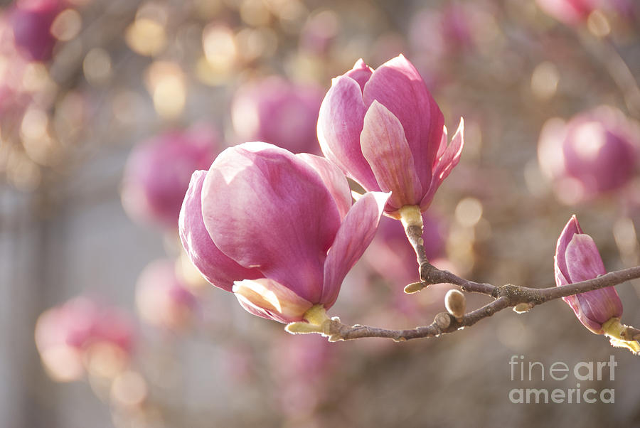Sweet Magnolia Photograph by Juli Scalzi