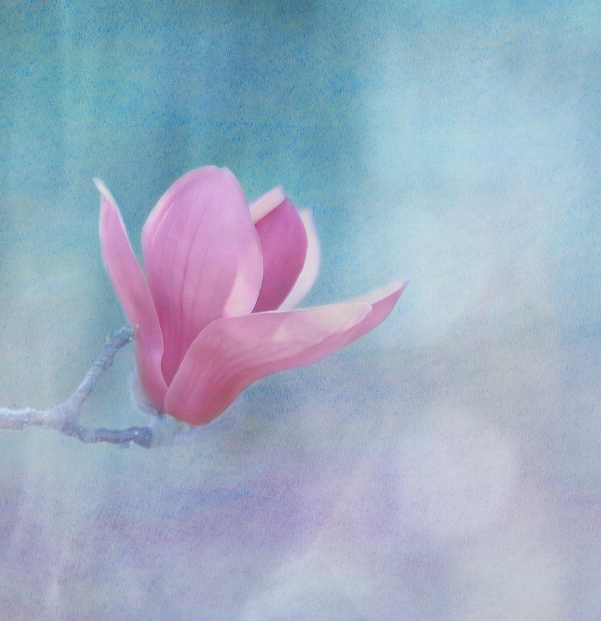 Sweet Magnolia Photograph by Kim Hojnacki