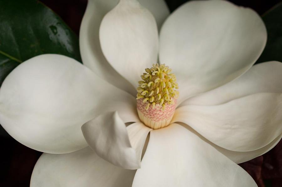Magnolia Movie Photograph - Sweet Magnolia by ML Jones