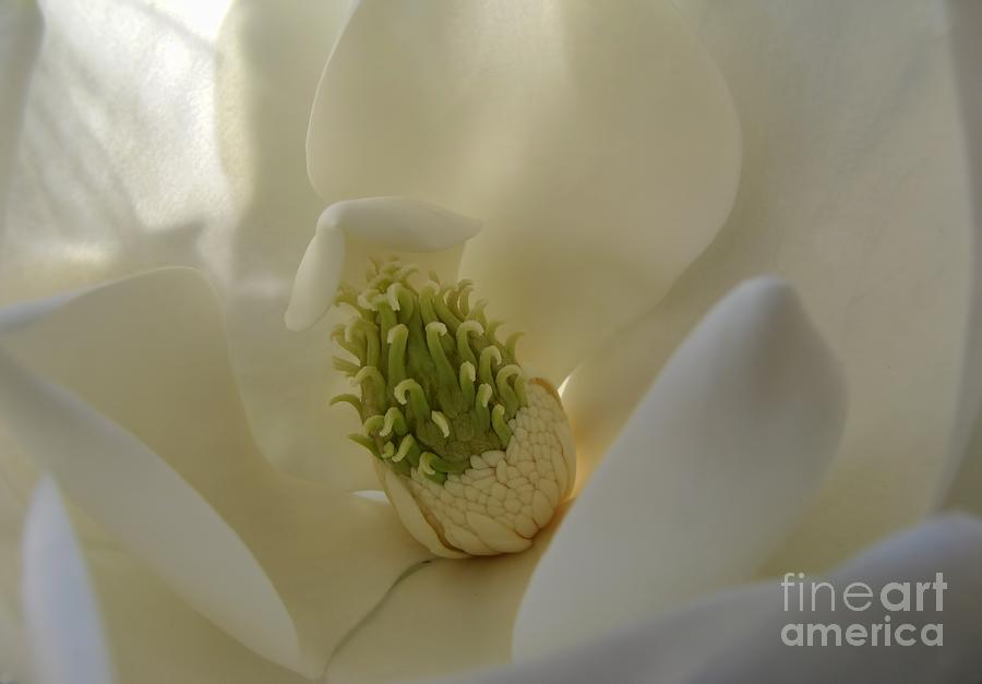 Sweet Magnolia Photograph by Peggy Hughes