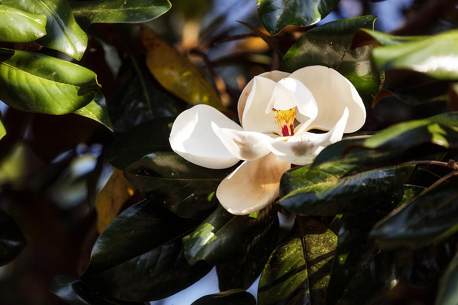 Sweet Magnolia Photograph by Sennie Pierson