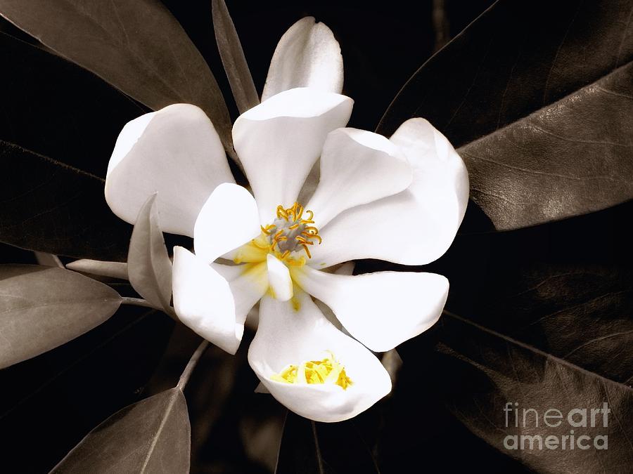 Sweet Magnolia Photograph by Sharon Woerner