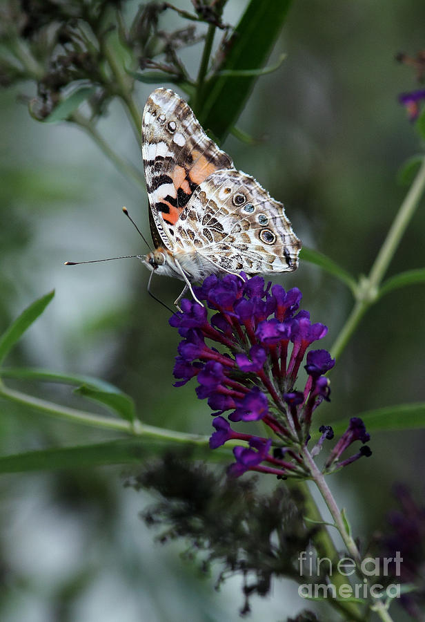 Sweet Nectar Photograph by Douglas Stucky