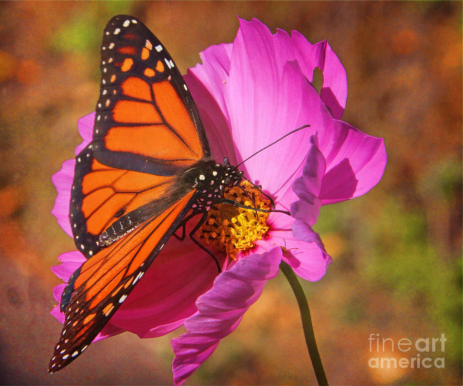Sweet Nectar Photograph by Elizabeth Winter