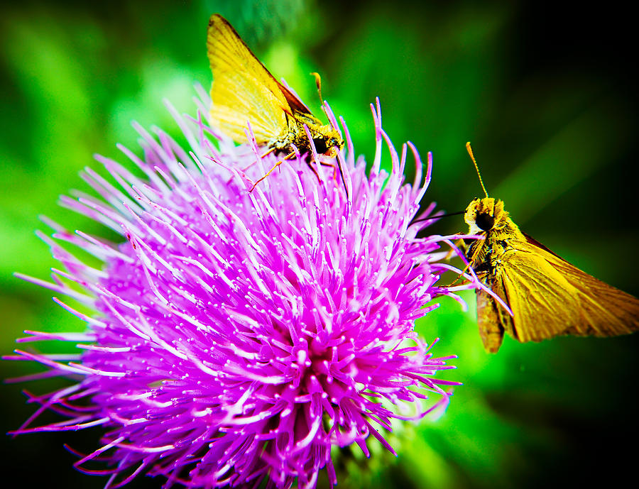 Sweet Nectar Photograph By Mark Mcdaniel Fine Art America