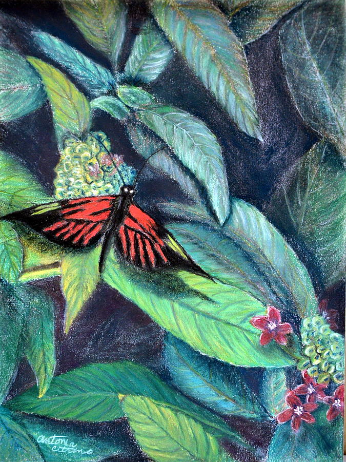 Butterfly Pastel - Sweet Nectar  Pastel by Antonia Citrino