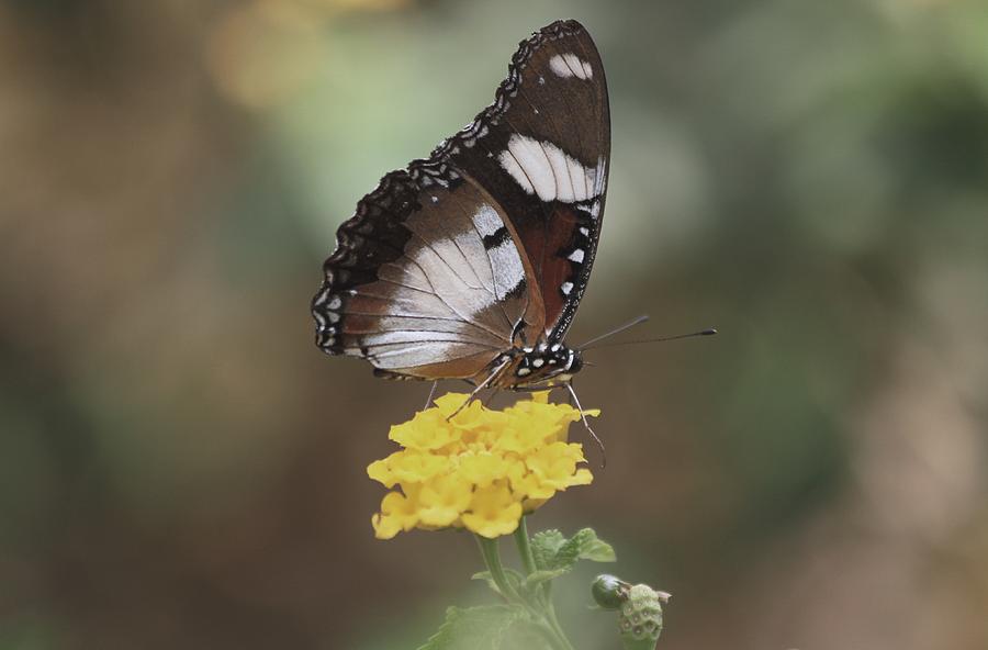 Sweet Nectar Photograph by Ramabhadran Thirupattur