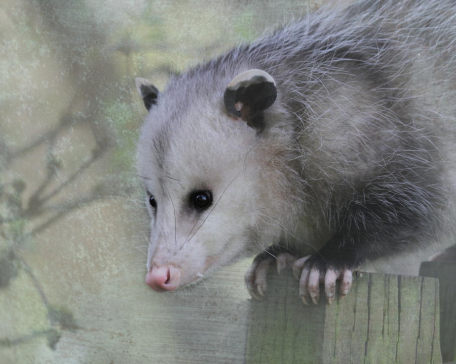 Sweet Opossum Photograph by Angie Vogel