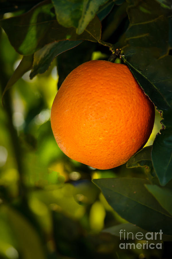 Nature Photograph - Sweet Orange by Robert Bales