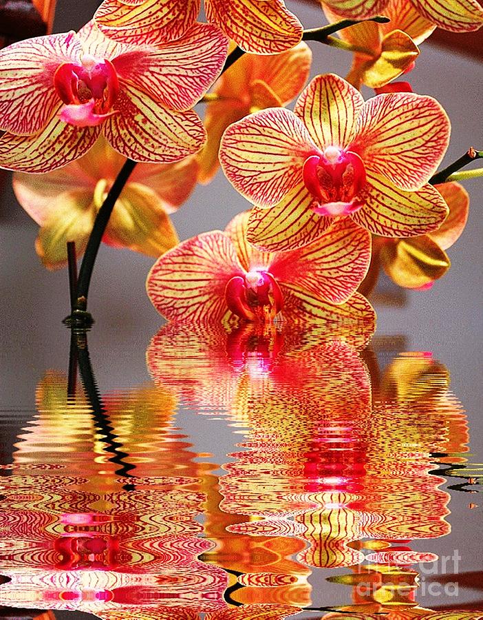 Sweet Orchid Reflection Photograph by Judy Palkimas