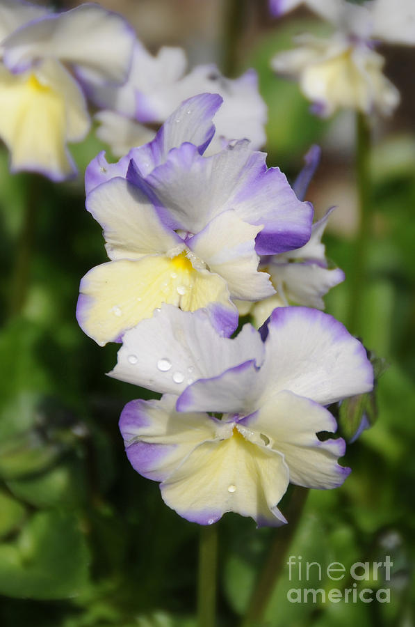 Sweet Pansy Photograph by Sarah Schroder