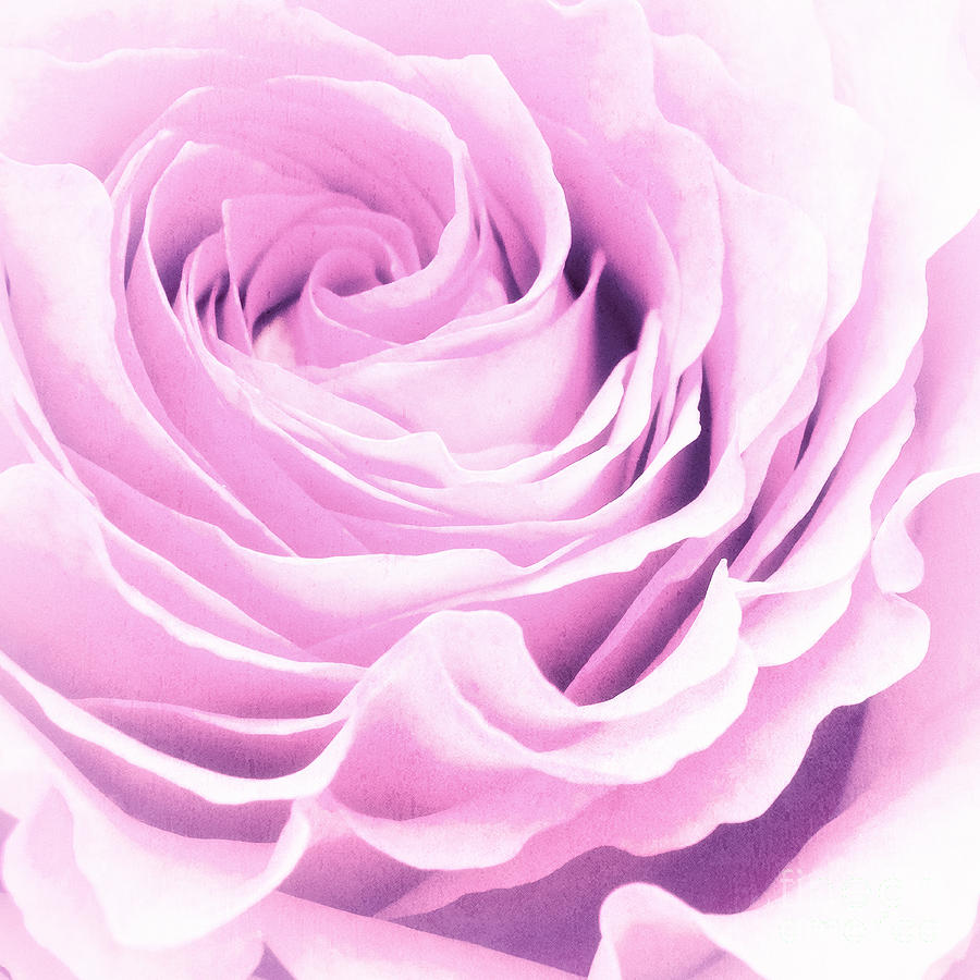 Роза пастель фото и описание