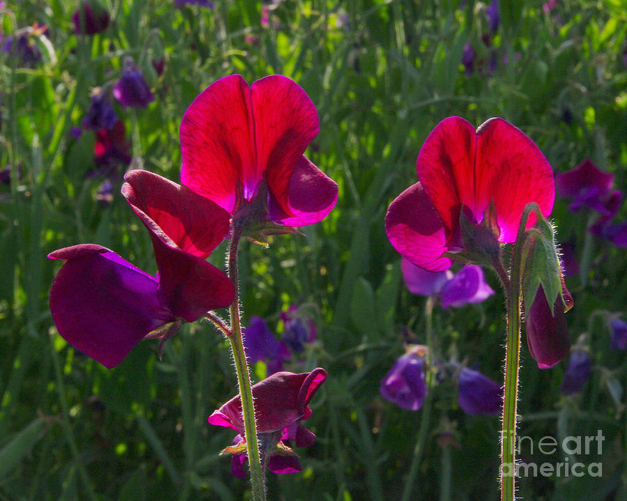 Wild Flowers Photograph - Sweet pea 2.1755 by Stephen Parker