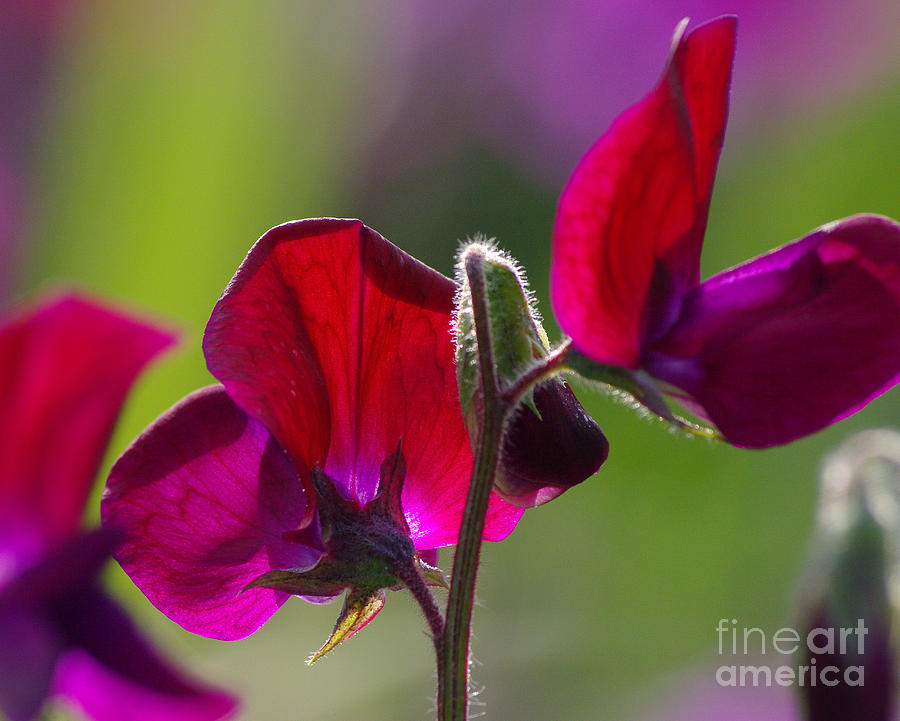 Sweet Pea Photograph - Sweet Pea  2.1788 by Stephen Parker