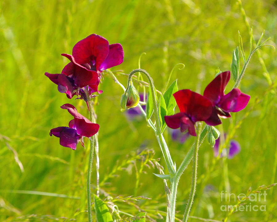 Wild Flowers Photograph - Sweet Pea 2.1795 by Stephen Parker