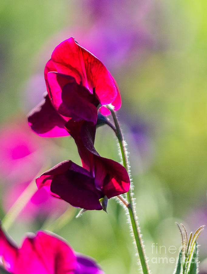 Sweet Pea Photograph - Sweet Pea 5.0360 by Stephen Parker