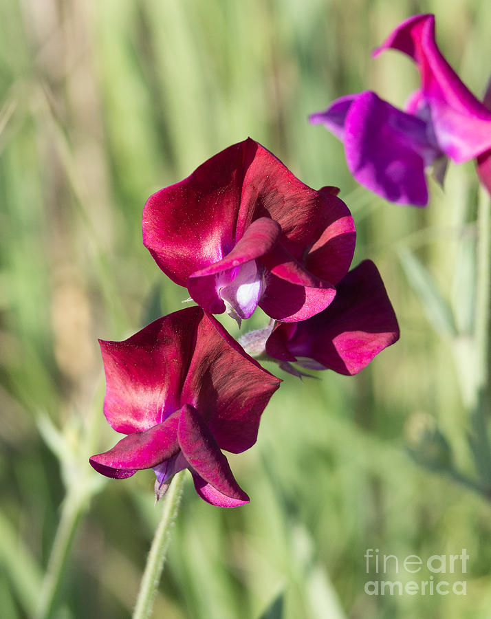 Sweet Pea Photograph - Sweet Pea 5.0369 by Stephen Parker