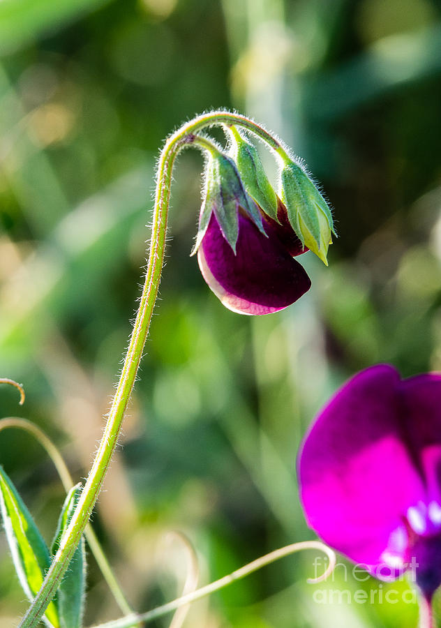 Sweet Pea Photograph - Sweet Pea 5.0372 by Stephen Parker