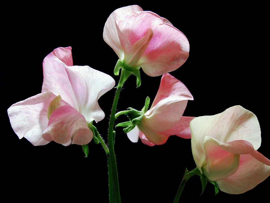 Summer Photograph - Sweet Pea alan Titchmarsh by Ian Gowland/science Photo Library
